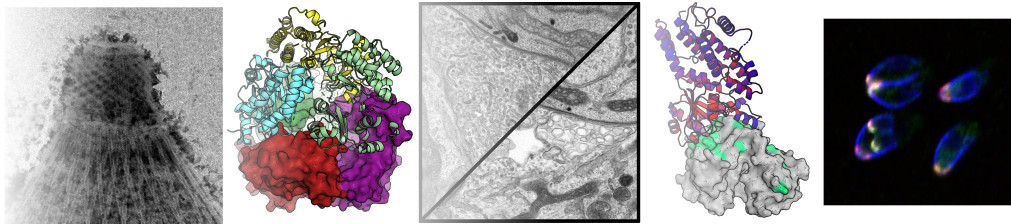 Reese lab research images